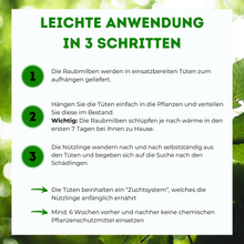 Lade das Bild in den Galerie-Viewer, Raubmilben gegen Spinnmilben