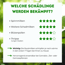 Lade das Bild in den Galerie-Viewer, Raubmilben gegen Spinnmilben
