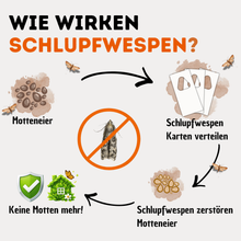 Lade das Bild in den Galerie-Viewer, Schlupfwespen gegen Lebensmittelmotten 1-fach Lieferung
