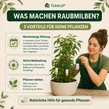 Lade das Bild in den Galerie-Viewer, Raubmilben Trio gegen Thripse, Spinnmilben &amp; Weiße Fliege - Biologische Nützlinge – 3-fach Schutz für Ihre Pflanzen
